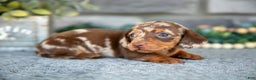 Miniature Dachshund dogs for sale: Trixie - Ad 3