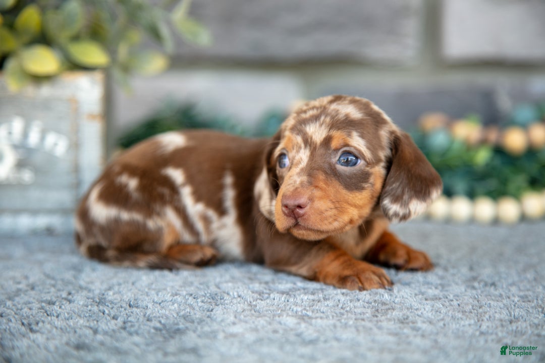 Miniature Dachshund dogs for sale: Trixie - Ad 3