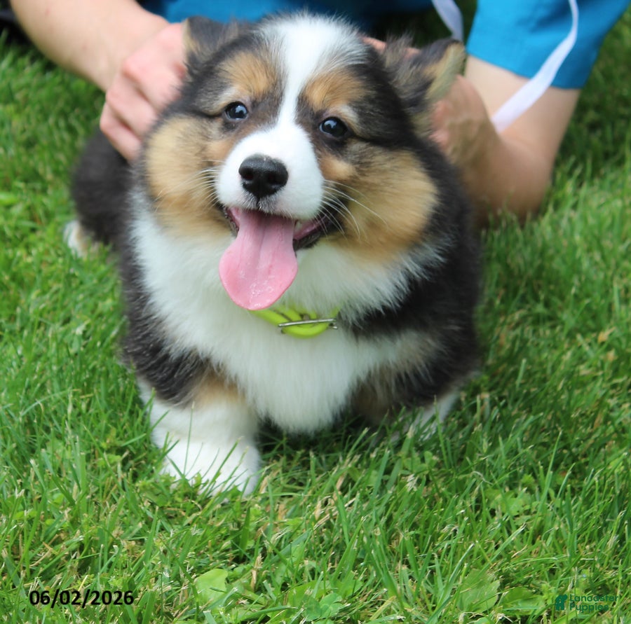 Welsh Corgi Pembroke dogs for sale: Doyle - Ad 5