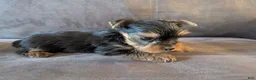 Yorkshire Terrier dogs for sale:  oreo - Ad 2