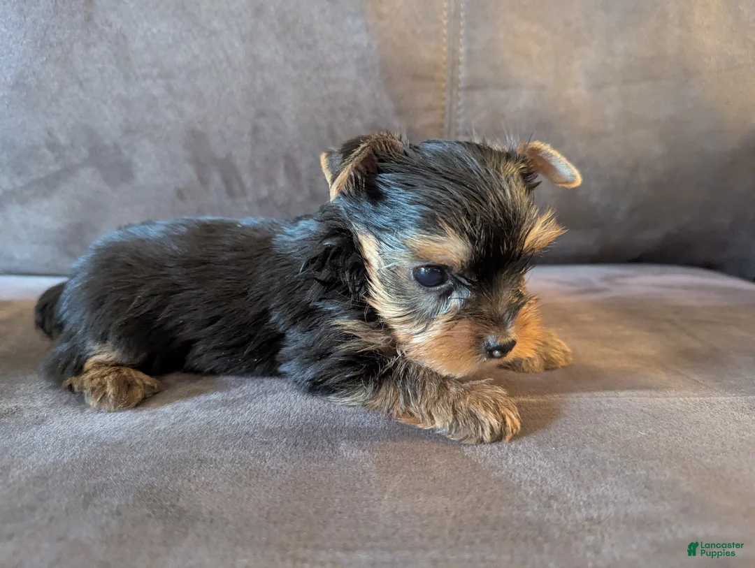 Yorkshire Terrier dogs for sale:  oreo - Ad 2
