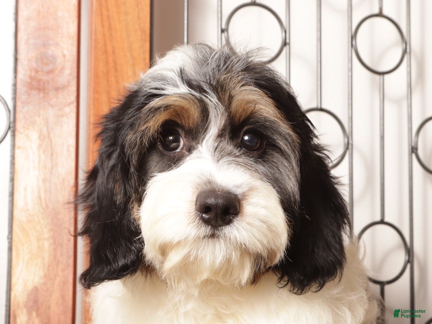 Cavapoo dogs Bear  - Ad 2