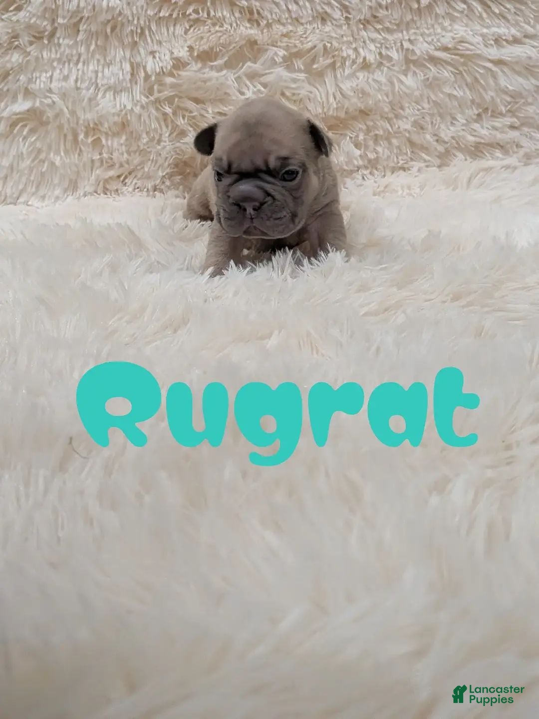French Bulldog dogs French Bulldog 2 - Ad 17