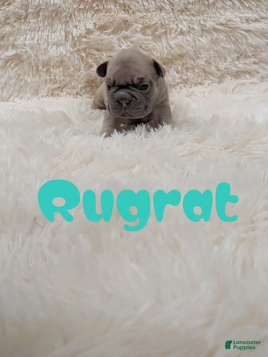 French Bulldog dogs for sale: French Bulldog 2 - Ad 1