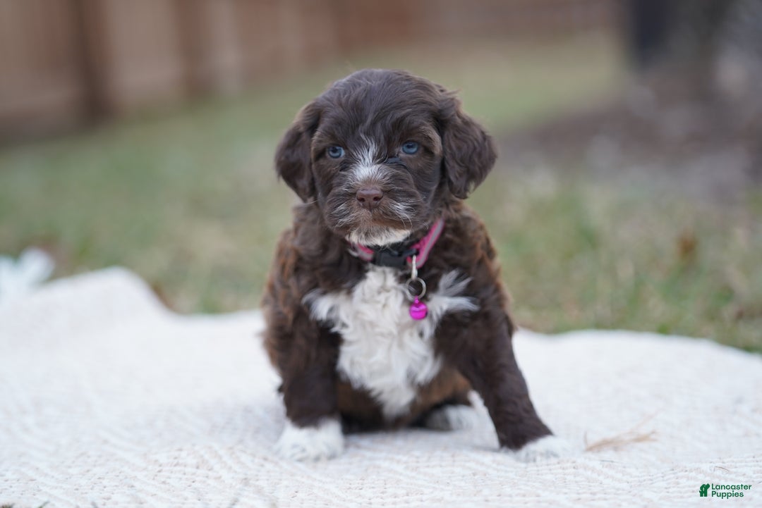 Portuguese Water Dog dogs for sale: Sofi  - Ad 2