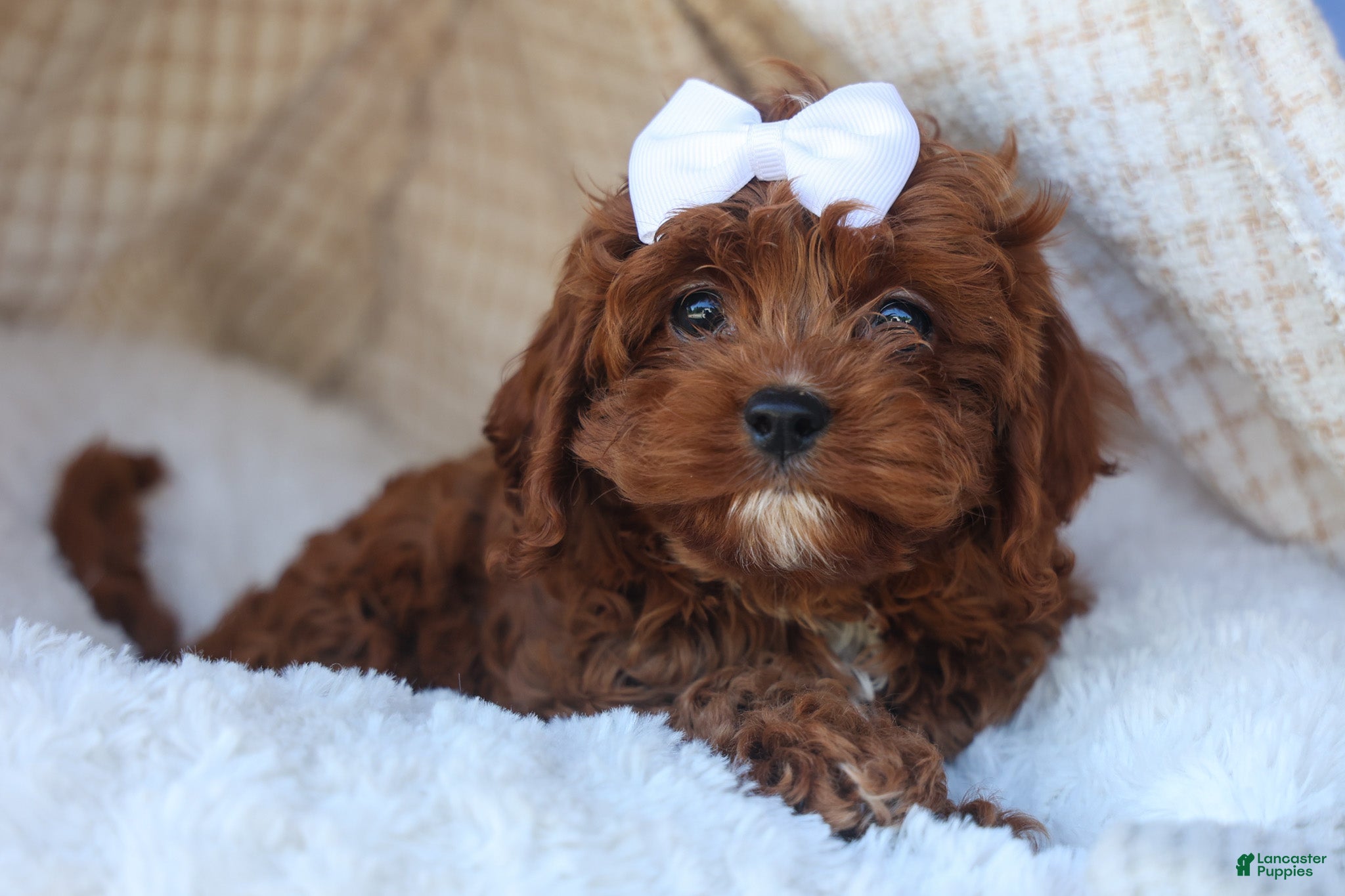 Cavapoo dogs for sale: RHODA - Ad 3