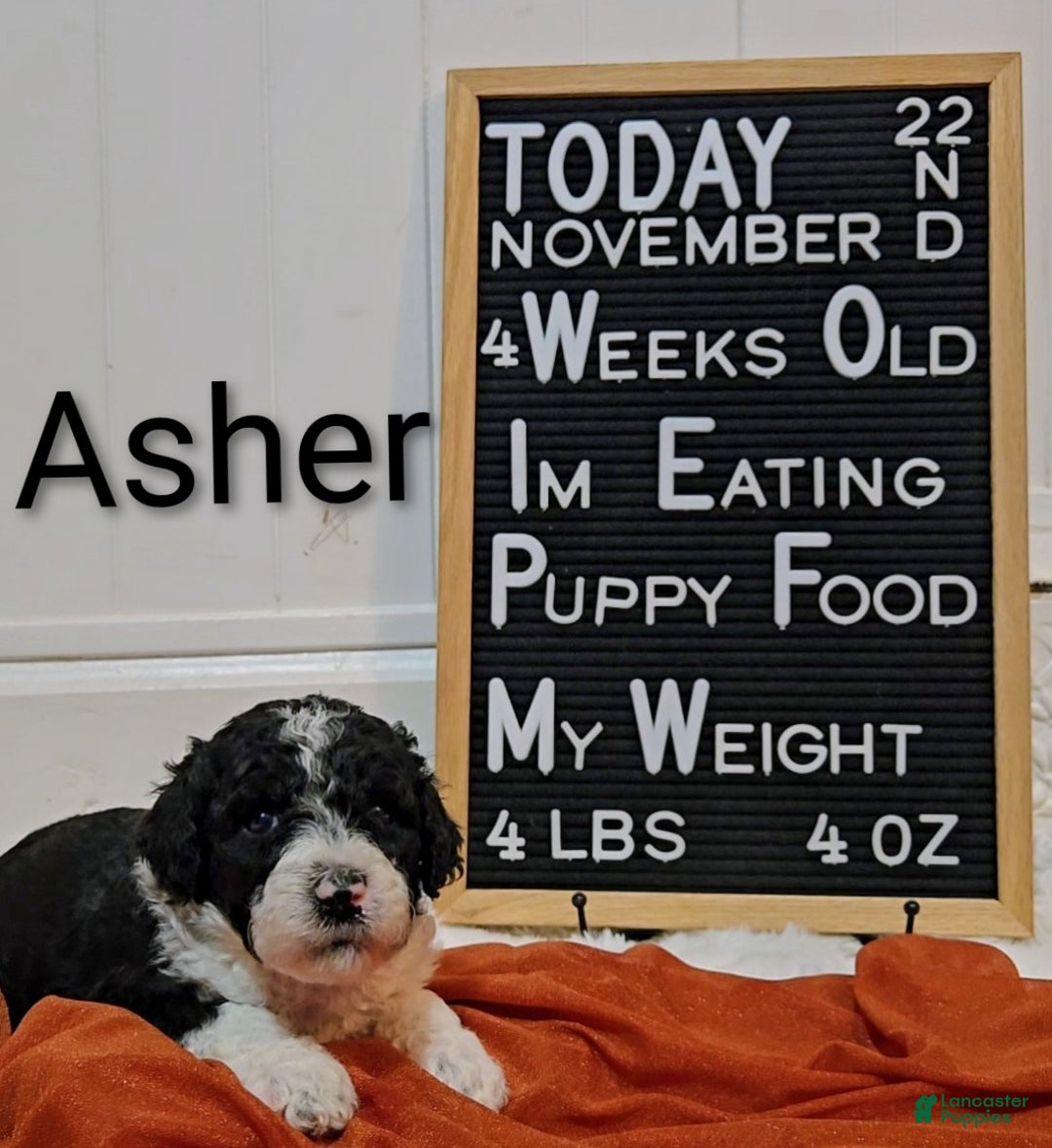 Mixed Breed dogs for sale: Asher - Ad 5
