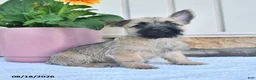Cairn Terrier dogs for sale: Nolan - Ad 3
