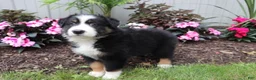 Australian Shepherd dogs for sale: Blackie - Ad 3