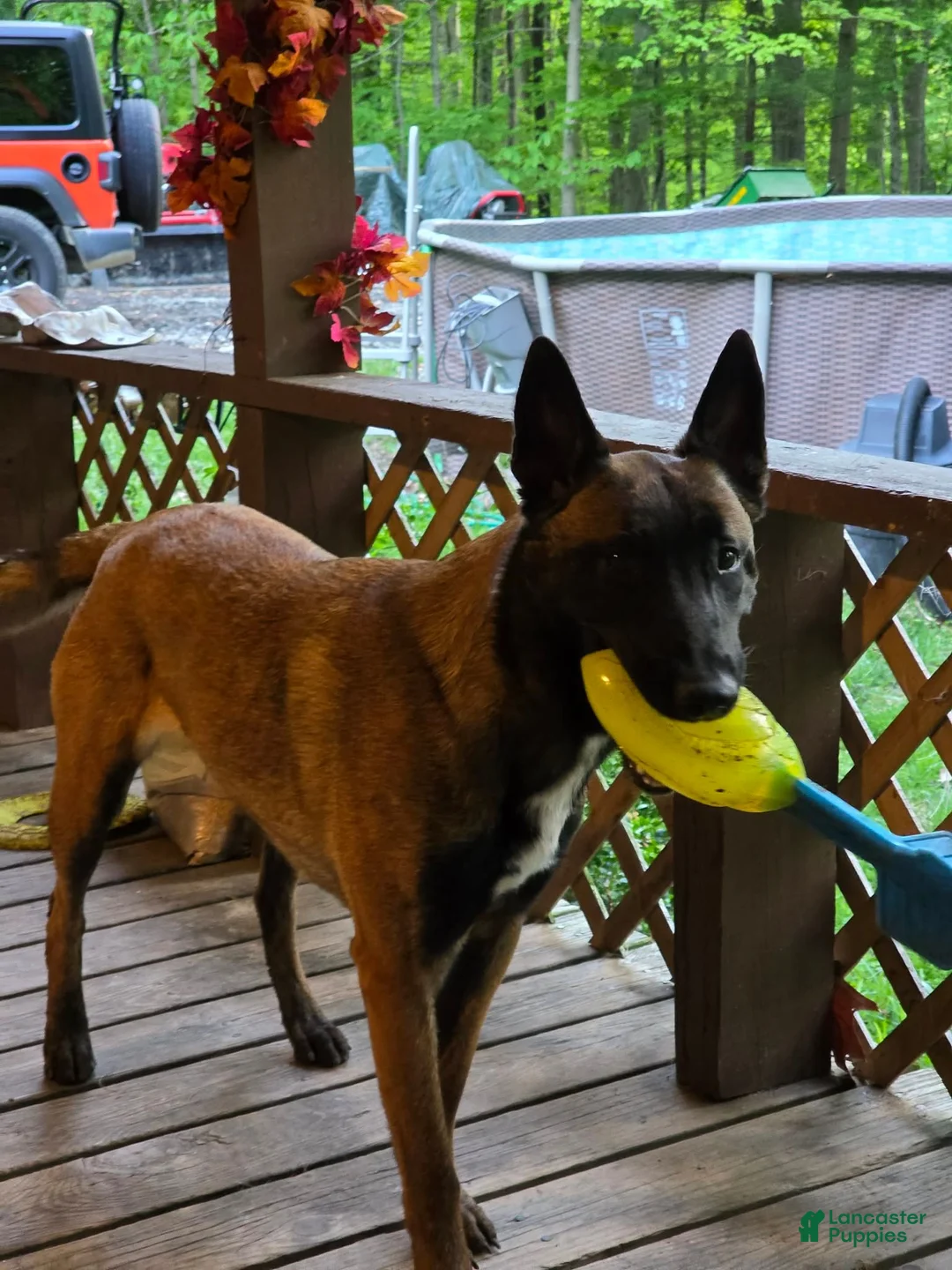 Belgian Malinois dogs for sale: Belgian Malinois 5 purple  - Ad 2