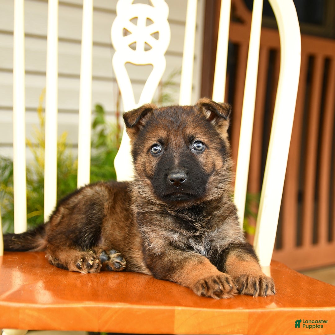 German Shepherd dogs for sale: Snow  - Ad 1