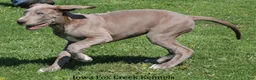 Great Dane dogs for sale: Great Dane Puppy 2 - Ad 3