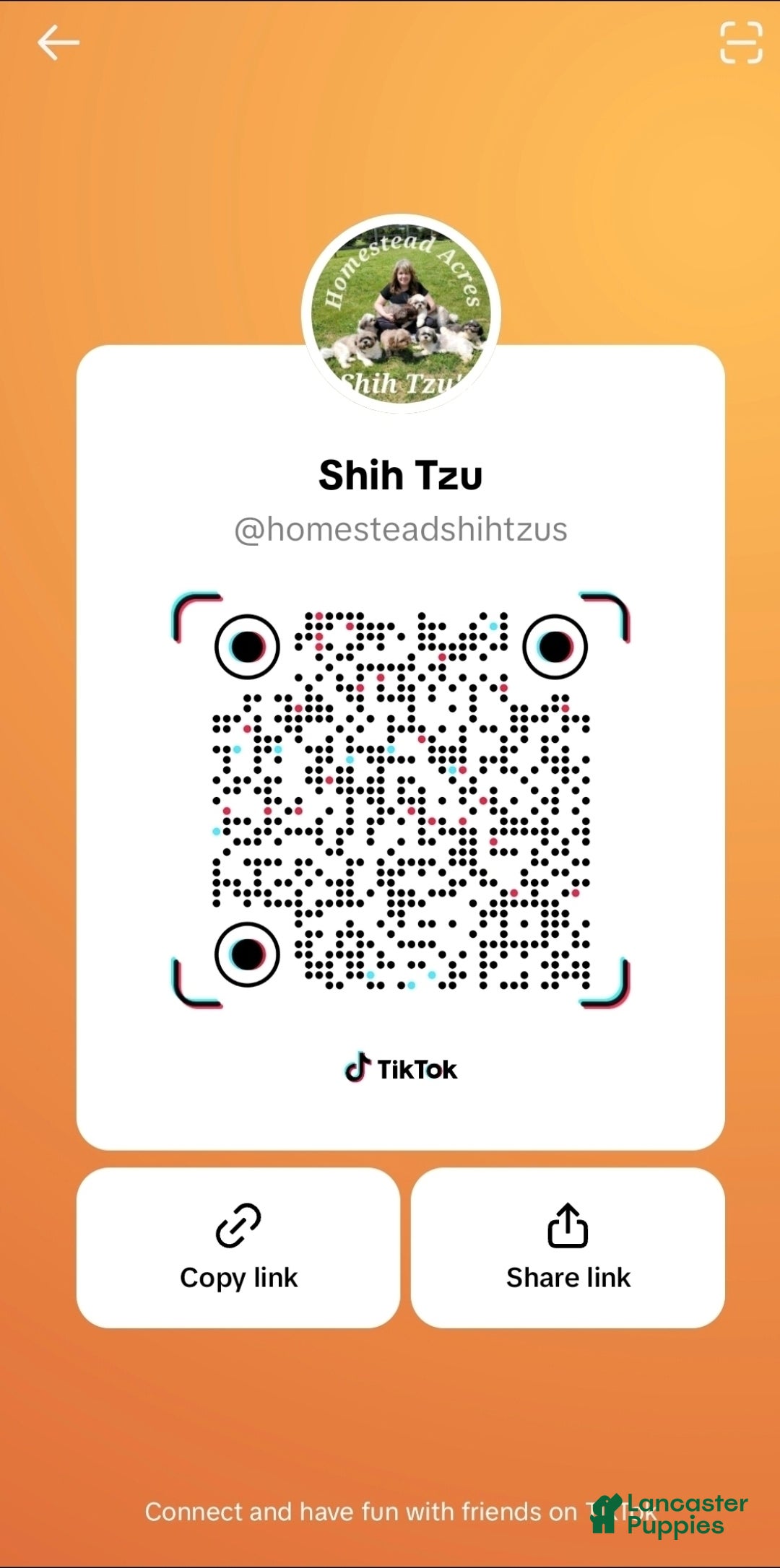 Shih Tzu dogs for sale: Pierre - Ad 4