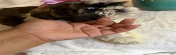 Shih Tzu dogs for sale: Coby  - Ad 7