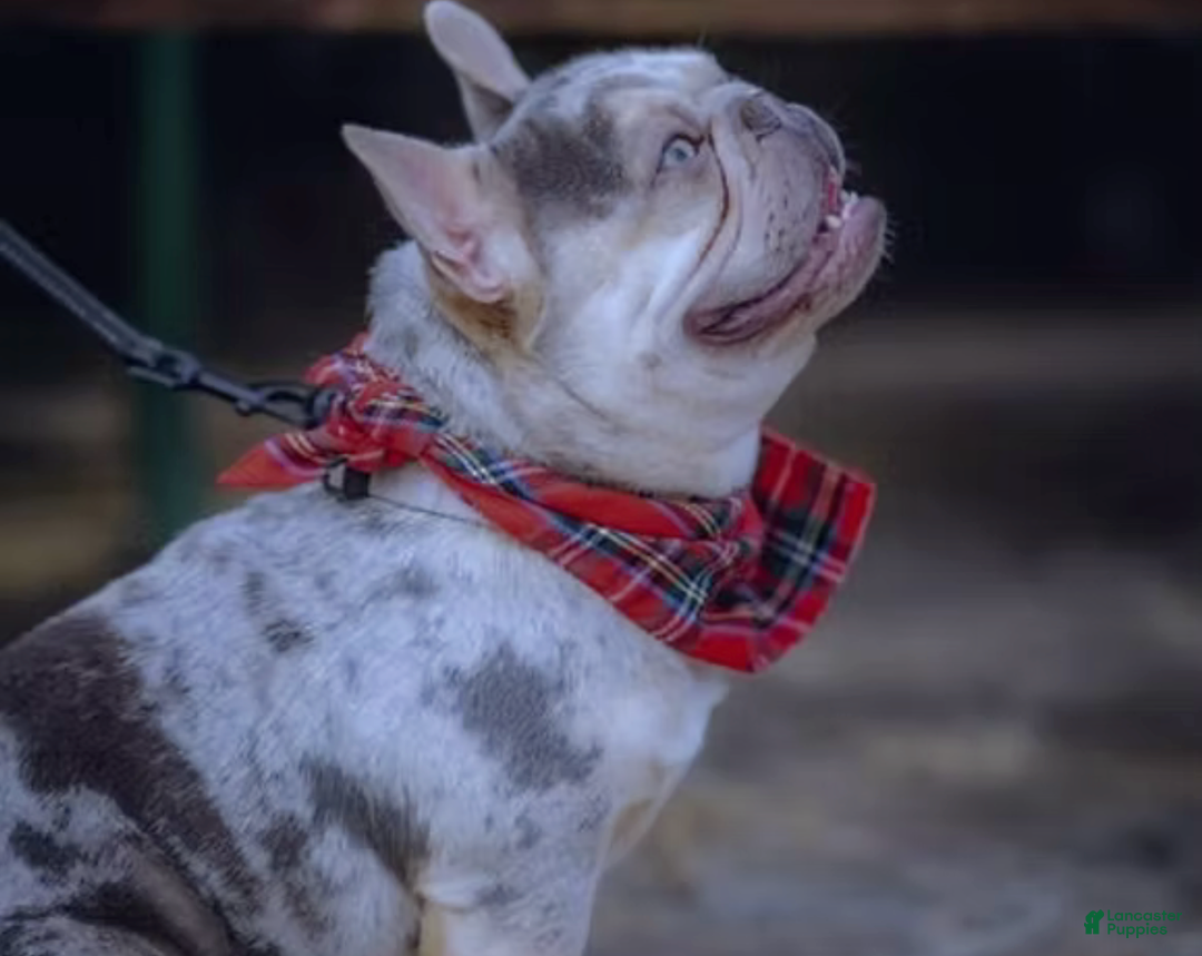 French Bulldog dogs for sale: Bella Health Tested Parents  - Ad 5