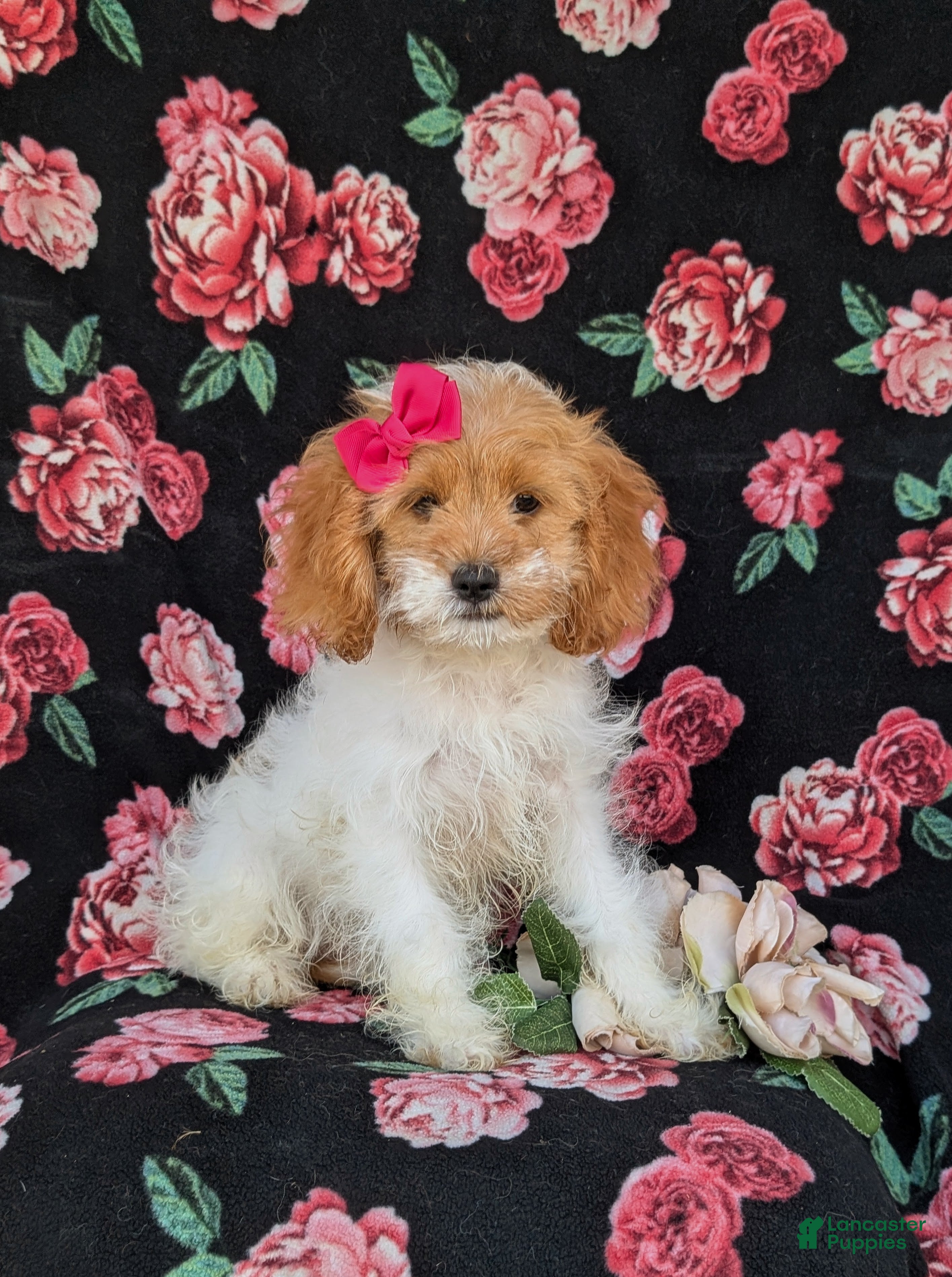 Cavapoo dogs for sale: Susanna - Ad 2