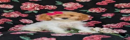 Cavapoo dogs for sale: Susanna - Ad 1