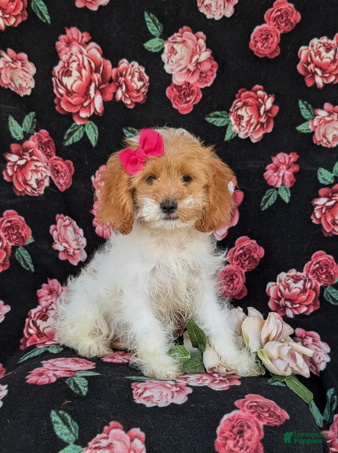 Cavapoo dogs for sale: Susanna - Ad 1