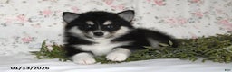 Pomsky dogs for sale: Kate - Ad 1