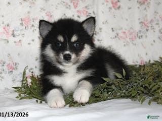 Pomsky dogs Kate - Ad 15