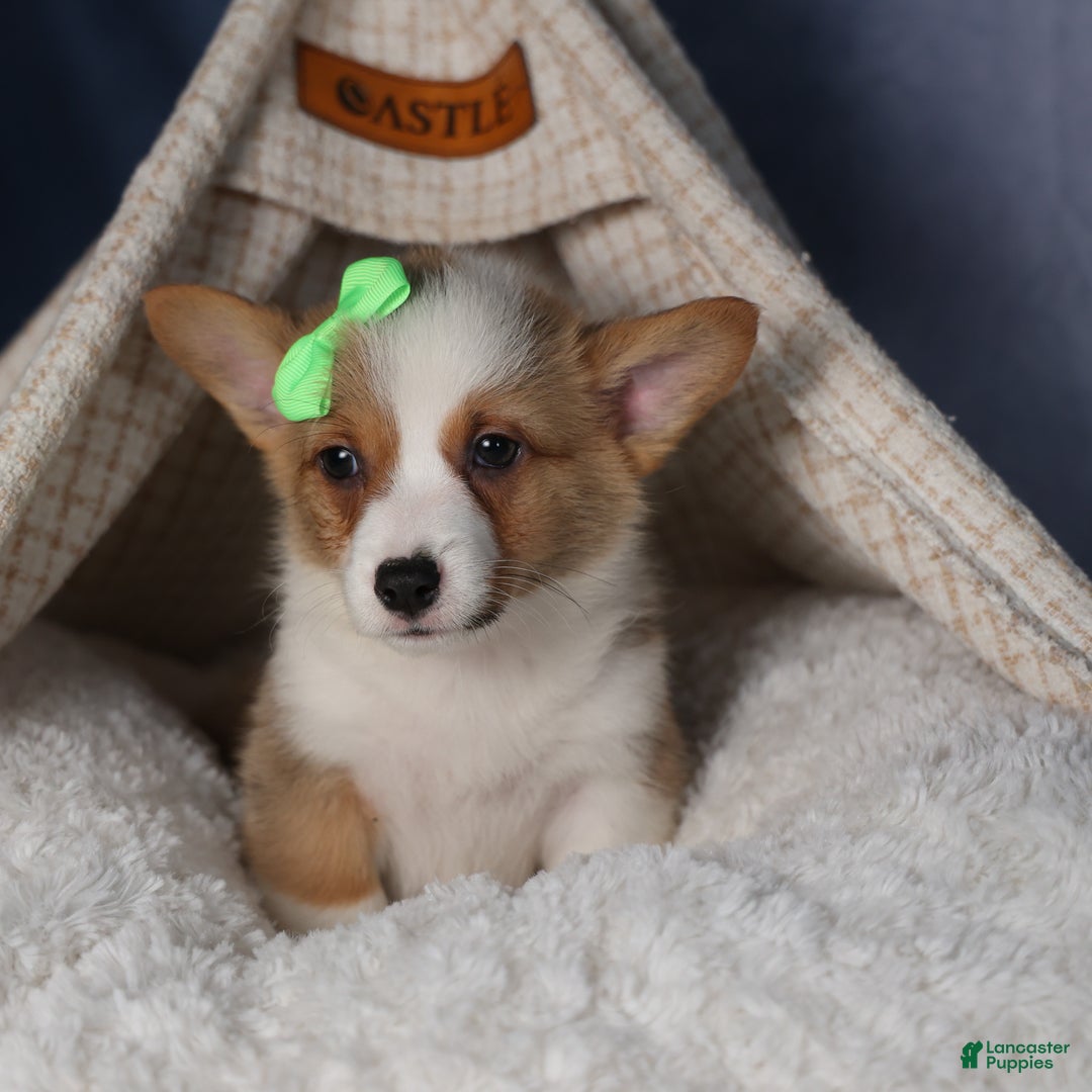 Welsh Corgi Pembroke dogs for sale: Dalton - Ad 12