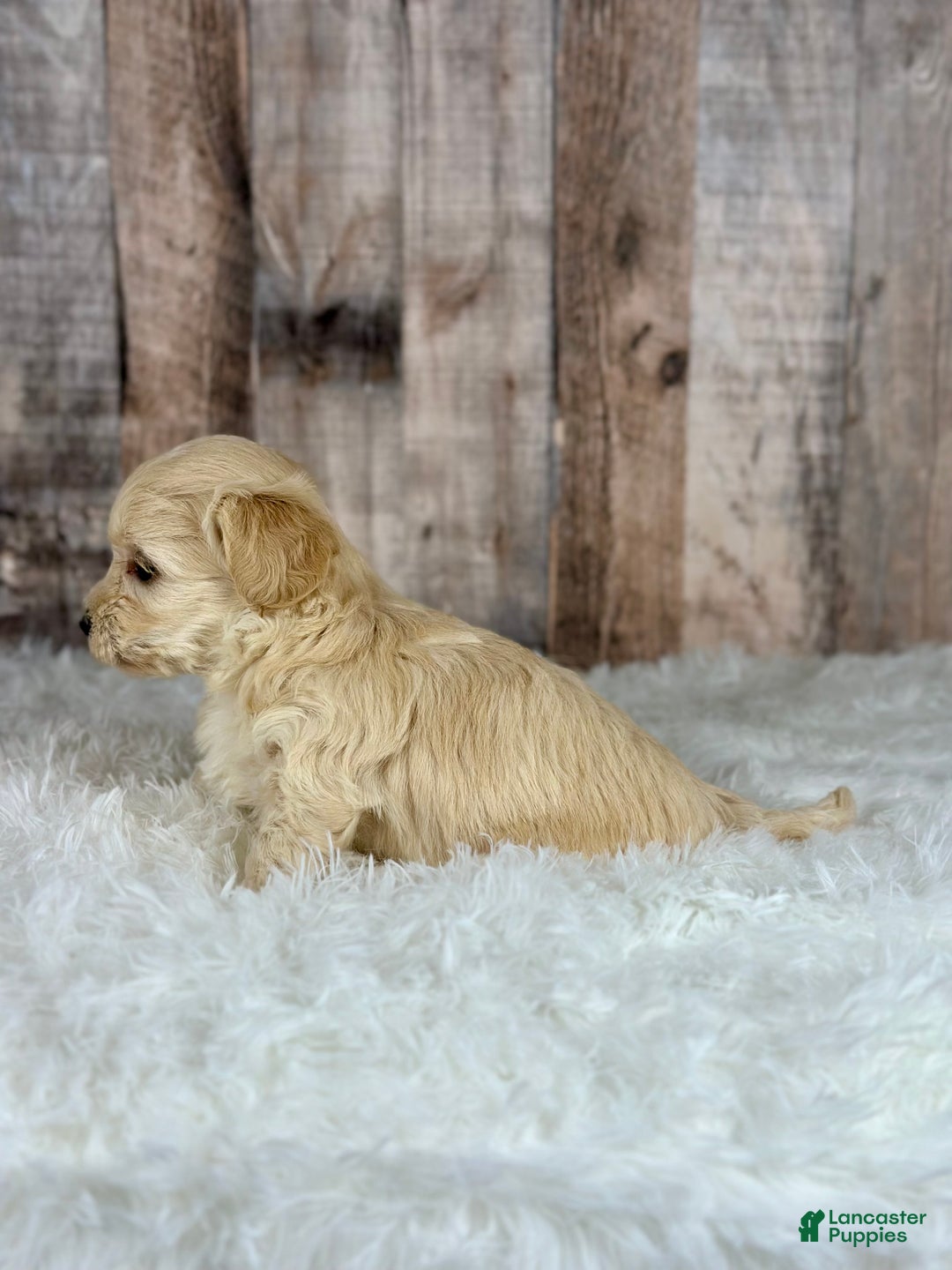 Maltipoo dogs for sale: Girl Nalo - 0006 - Ad 3