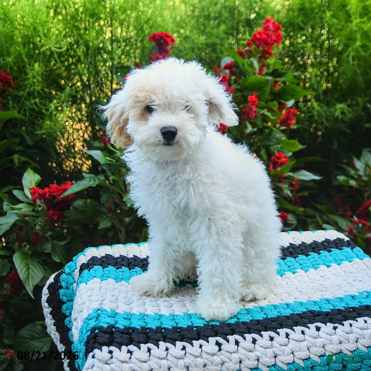 Mini Goldendoodle dogs Silly Sue  - Ad 1