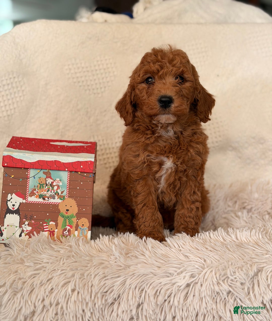 Mini Goldendoodle dogs for sale: Santa - Ad 3