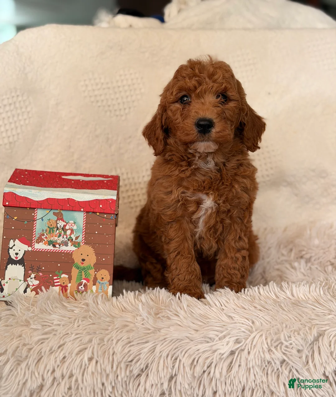 Mini Goldendoodle dogs for sale: Santa - Ad 3