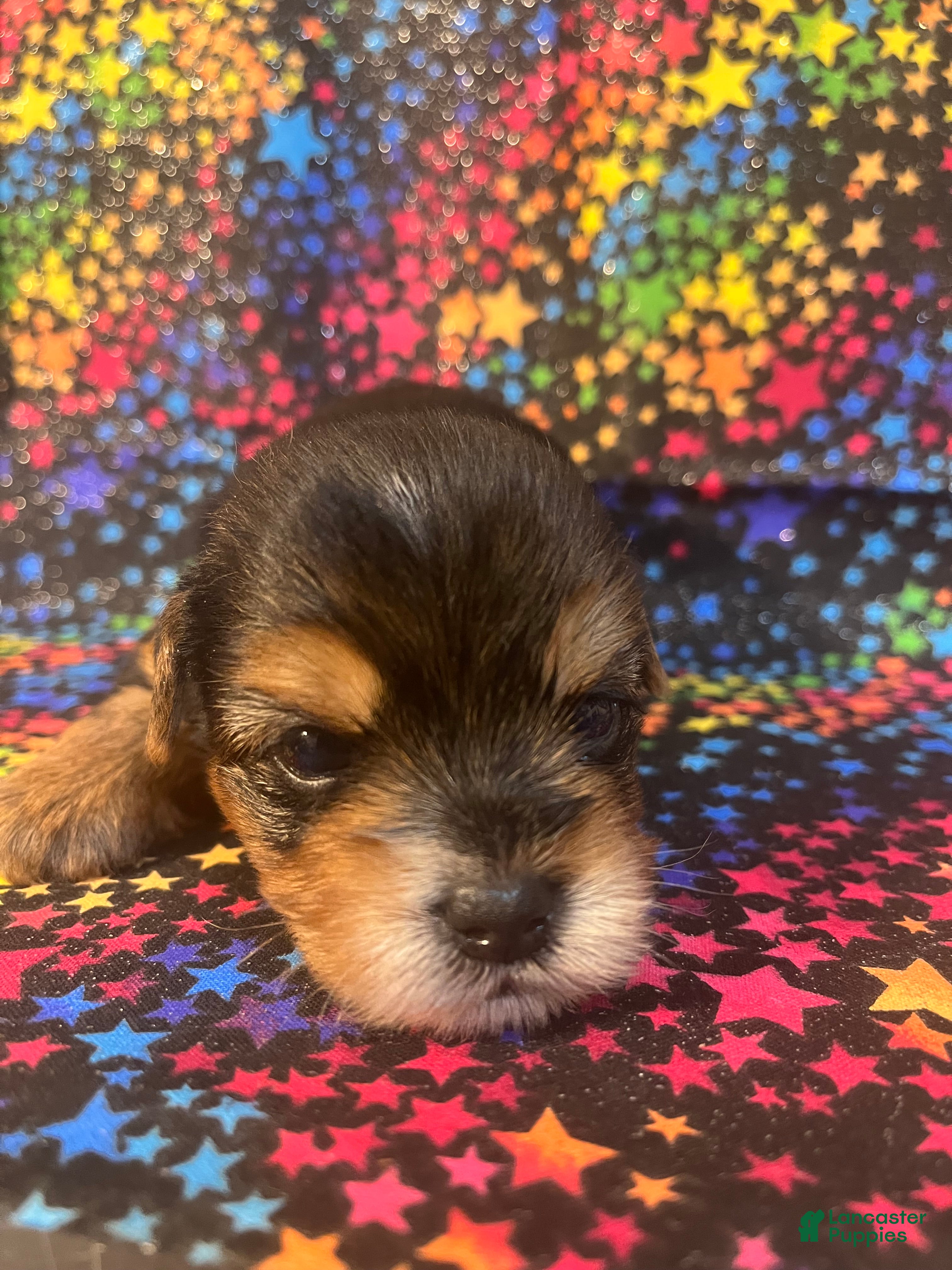 Yorkshire Terrier dogs Yorkshire Terrier 2 female  - Ad 33