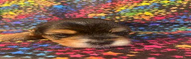 Yorkshire Terrier 2 female 