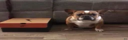 French Bulldog dogs for sale: French Bulldog 4 - Ad 2