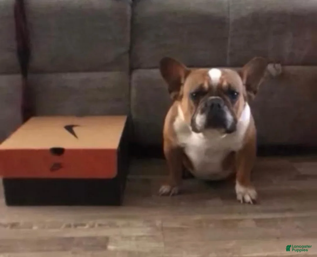 French Bulldog dogs for sale: French Bulldog 4 - Ad 2