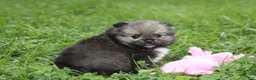 Pomeranian dogs for sale: Jazzy - Ad 8