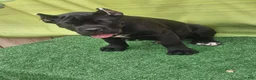 Cane Corso dogs for sale: MELLO - Ad 5