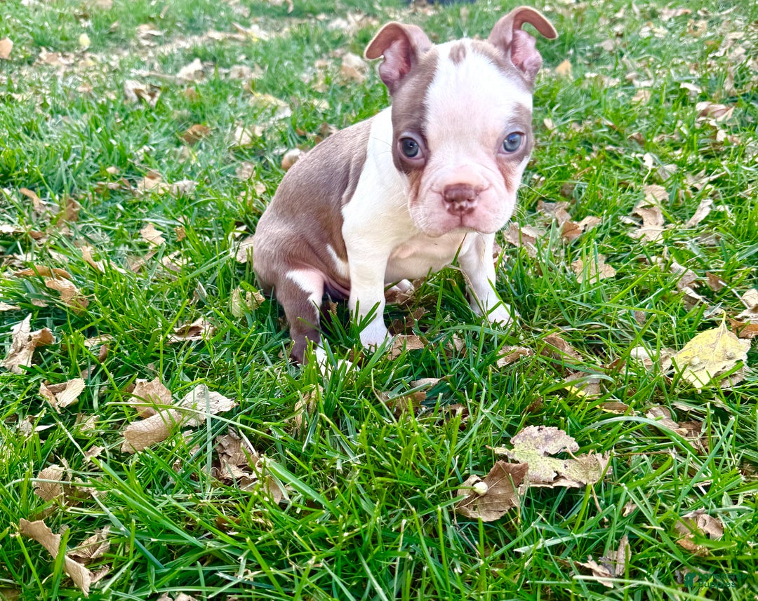 Boston Terrier dogs for sale: Boston Terrier Puppy 1 - Ad 2