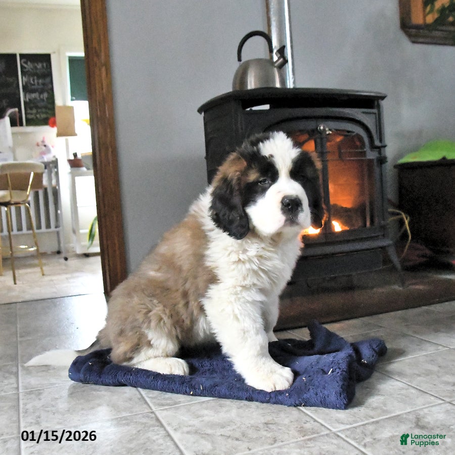 Saint Bernard dogs Captain - Ad 19