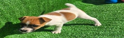 Jack Russell Terrier dogs for sale: Jack Russell Terrier Puppy 2 - Ad 8