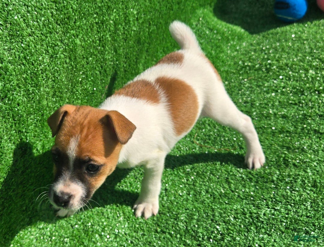 Jack Russell Terrier dogs for sale: Jack Russell Terrier Puppy 2 - Ad 8