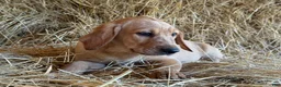 Labrador Retriever dogs for sale: Rhys - Ad 3