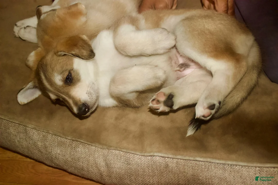 Gerberian Shepsky dogs for sale: Ragnar  - Ad 2