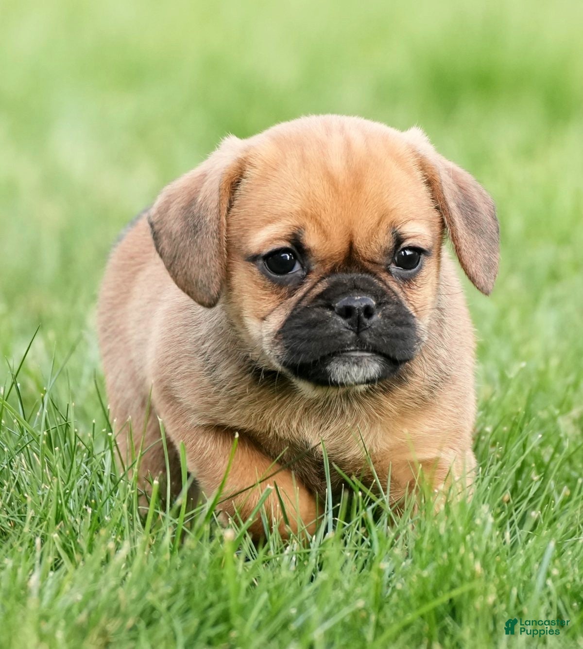 Puggle dogs Morgan - Ad 1