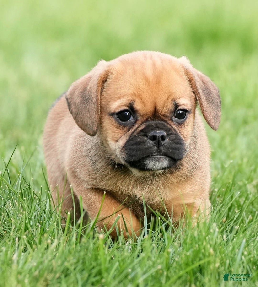 Puggle dogs for sale: Morgan - Ad 1