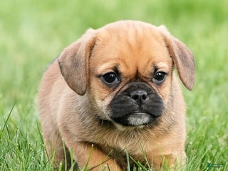 Puggle dogs Morgan - Ad 8