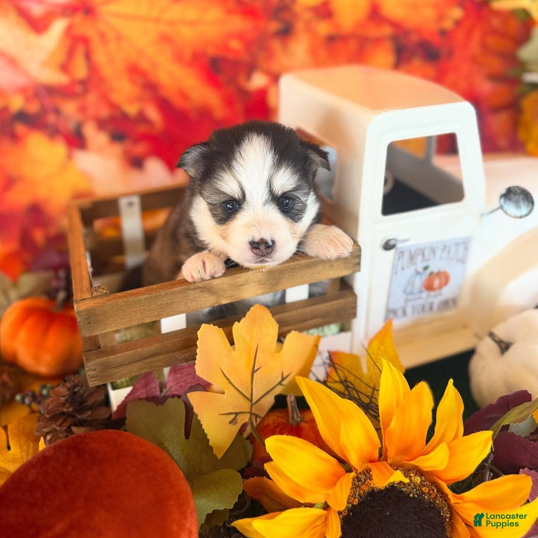 Pomsky dogs for sale: Cleo - Ad 10