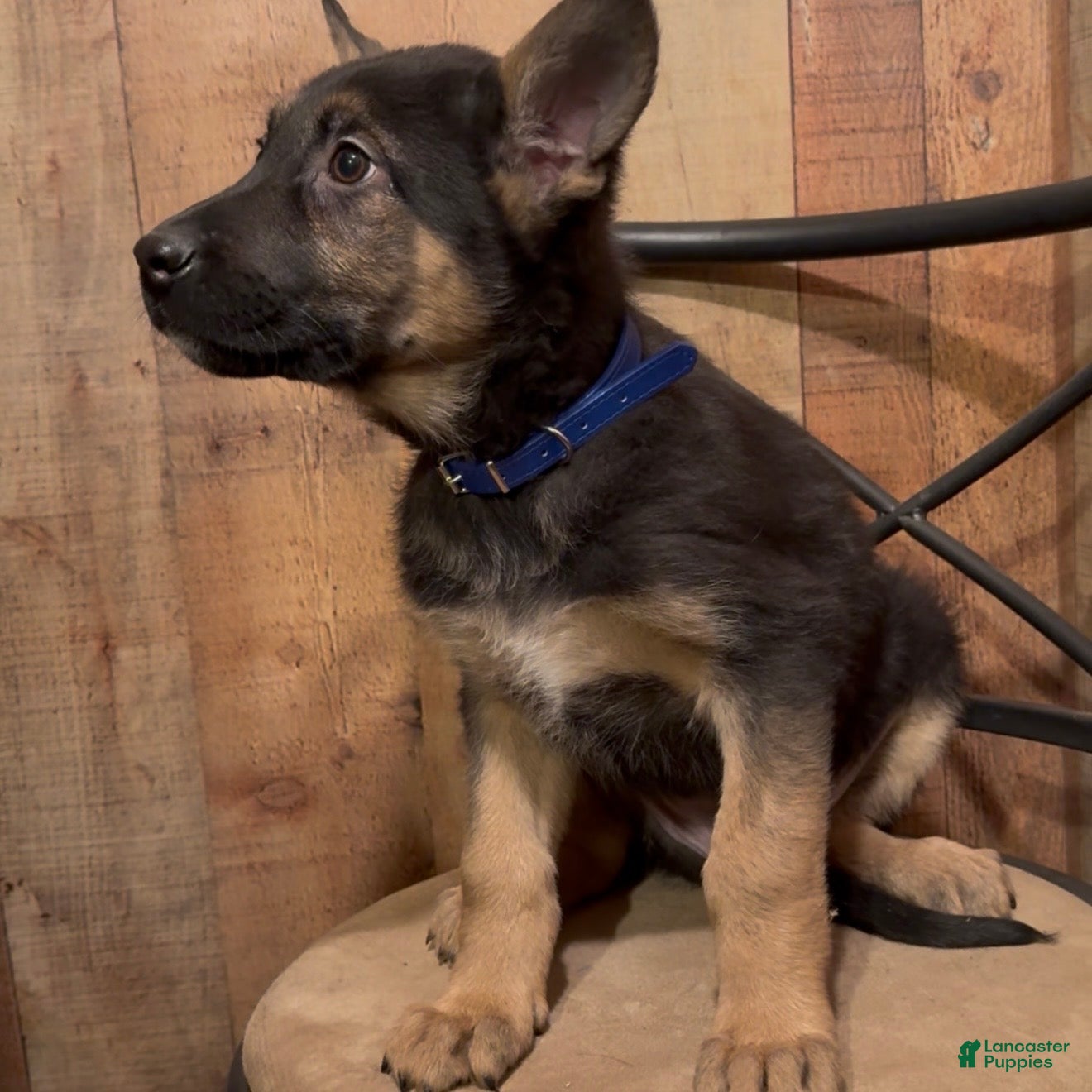 German Shepherd dogs SIMON - Ad 22