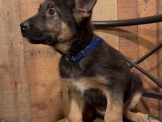 German Shepherd dogs SIMON - Ad 22