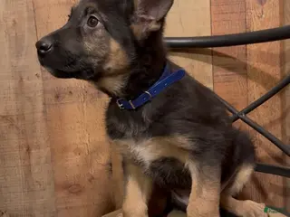 German Shepherd dogs SIMON - Ad 15