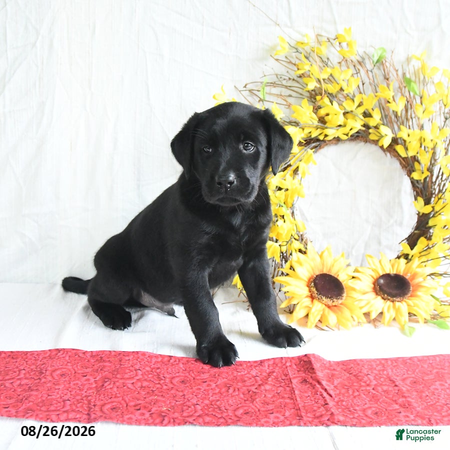 Labrador Retriever dogs Kwan - Ad 1