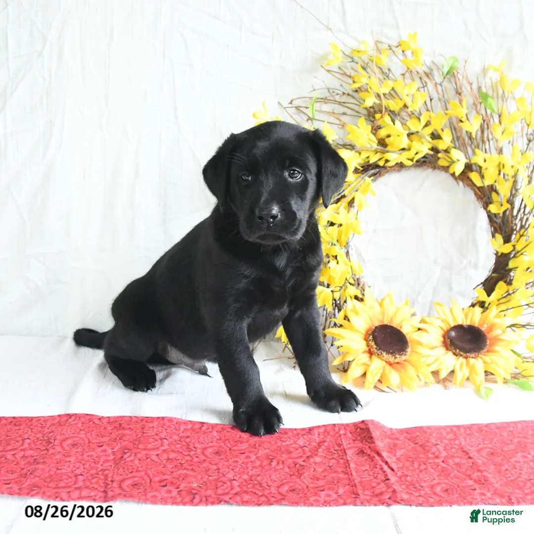 Labrador Retriever dogs for sale: Kwan - Ad 1